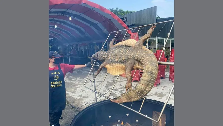 中秋最狂烤肉架！嘉義驚見「烤鱷魚」　網笑翻：烤乳豬不稀奇了